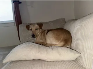 Suni