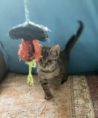 Max