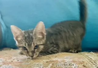 Max