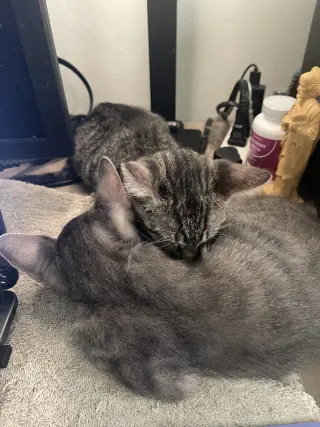 Max
