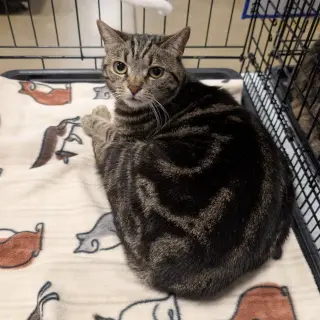 Koda