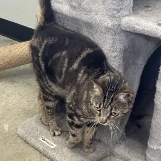 Koda