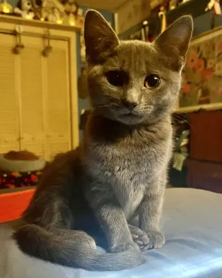 Koa
