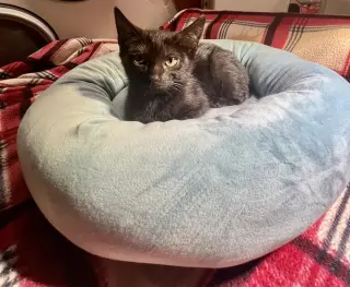 Kenji (available for pre-adoption)