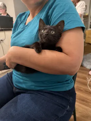 Kenji (available for pre-adoption)