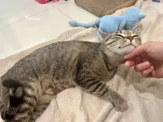 Princess