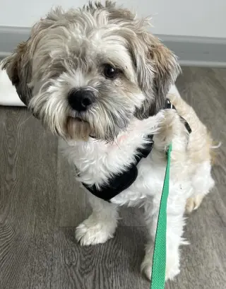 Sammy