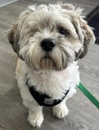 Sammy