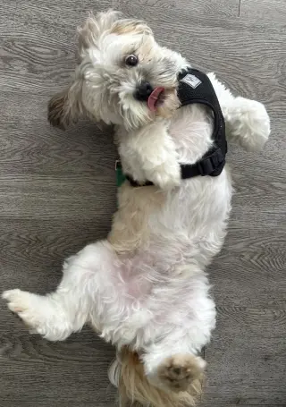 Sammy