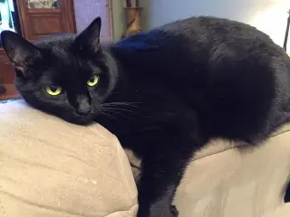 Pepperoni