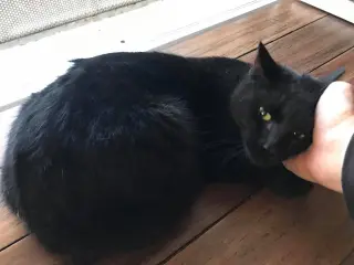 Pepperoni
