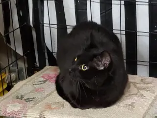 Pepperoni
