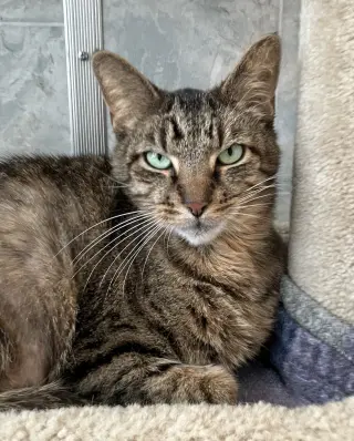 Bo