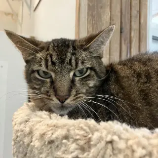 Bo