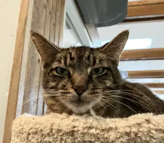 Bo