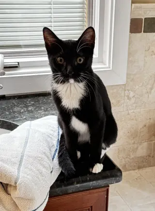 Nadine's Dr Pepper KITTEN