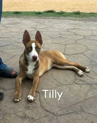 Tilley