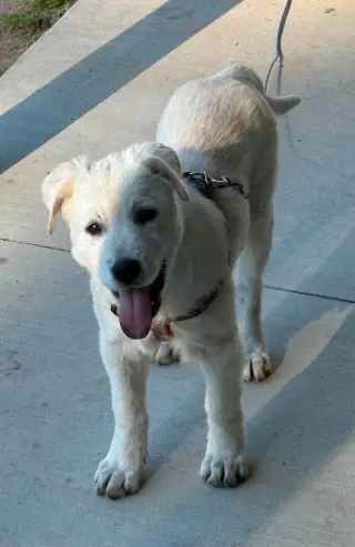 Rosie