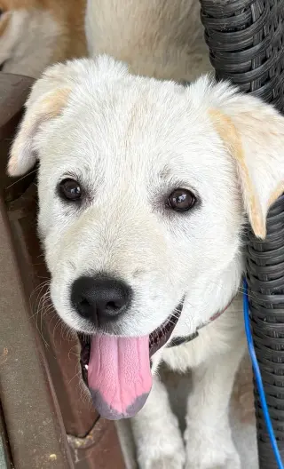 Rosie