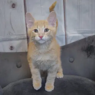 Artemis