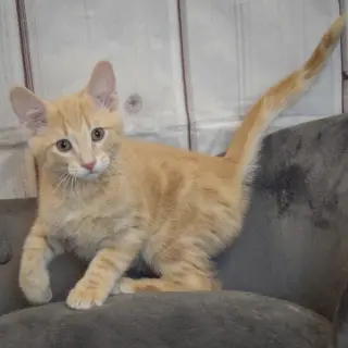 Artemis