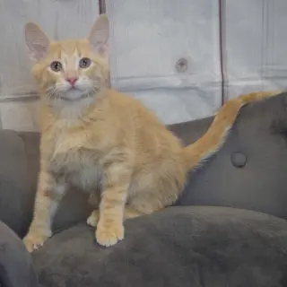 Artemis