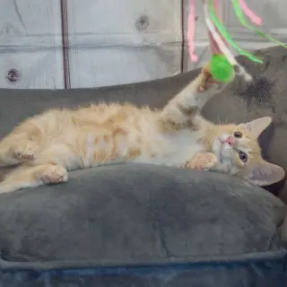 Artemis
