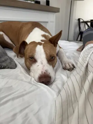 Mac