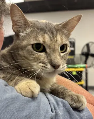Rose  (Napa Petco)