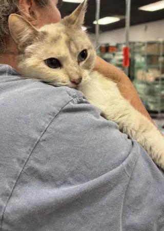 Rosemary (Napa Petco))