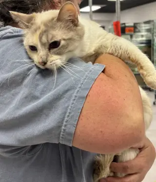 Rosemary (Napa Petco))