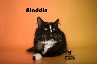 ALADDIN