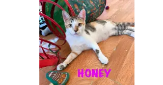 Honey