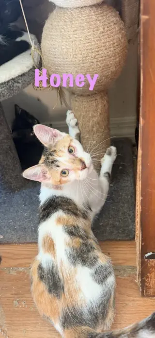 Honey