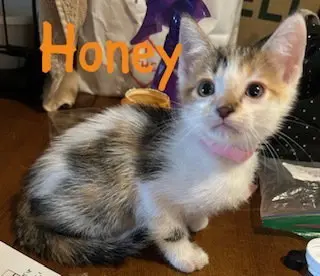 Honey