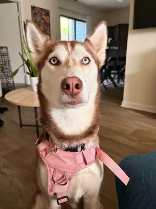 Mika