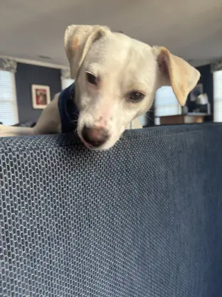 Pollywog