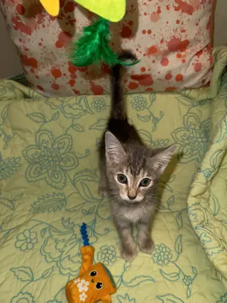 Milo