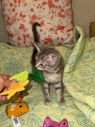 Milo
