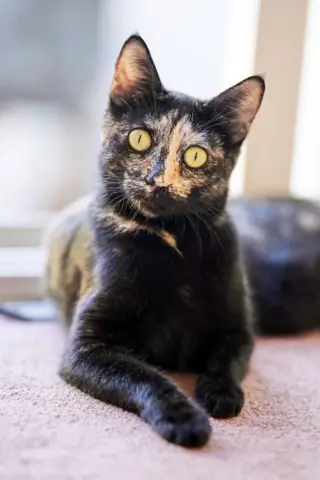 Dottie
