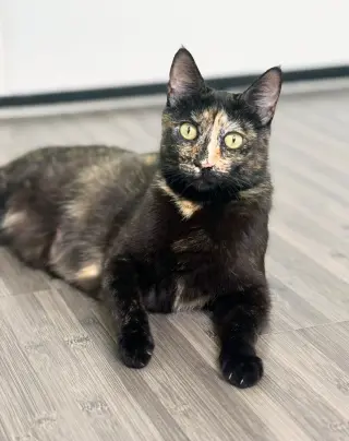 Dottie