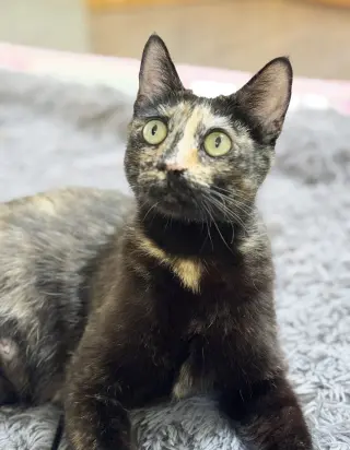 Dottie
