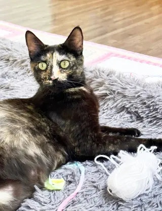 Dottie
