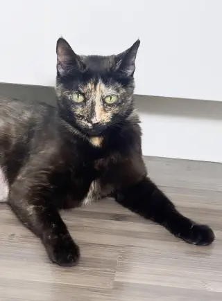 Dottie