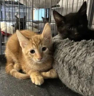 Bisque