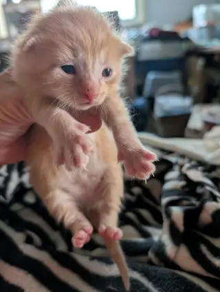 Bisque