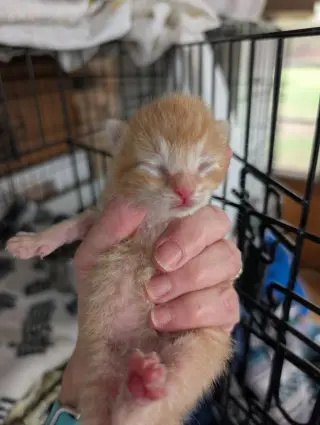 Bisque
