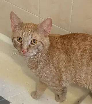 CREME BRÛLÉE & ZESTY-Bonded Brothers