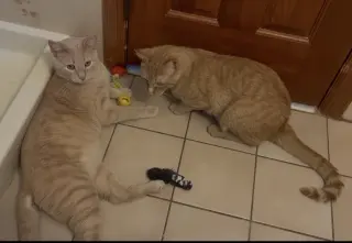 CREME BRÛLÉE & ZESTY-Bonded Brothers