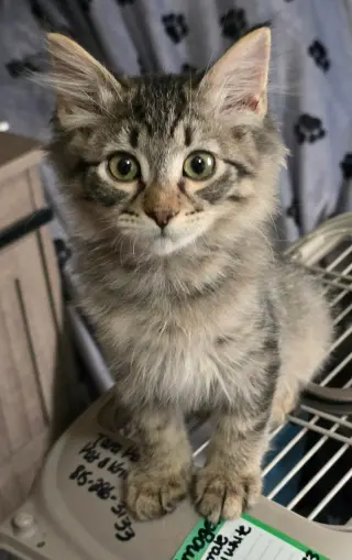 Bandit